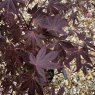 Acer palmatum 'Atropurpureum'