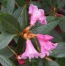 Rhododendron Johnnie Johnston