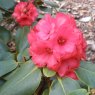 Rhododendron fulgens BLM330
