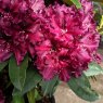 Rhododendron Midnight Beauty INKARHO
