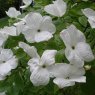 Cornus nuttallii 'Ascona'