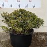 Evergreen Azalea General Wavell