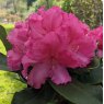 Rhododendron Caruso