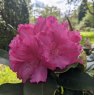 Rhododendron Caruso