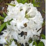 Deciduous Azalea Snow's Head