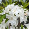 Deciduous Azalea Snow's Head