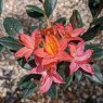 Deciduous Azalea Summer Peach