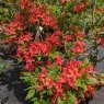 Deciduous Azalea Summer Beauty