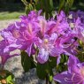 Rhododendron Summertime Blue