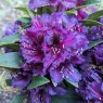 Rhododendron Black Pearl