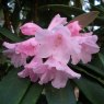 Rhododendron pingianum KR150