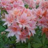 Deciduous Azalea Freya