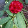 Rhododendron barbatum 'Hooker'