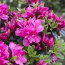 Evergreen Azalea Anne Frank