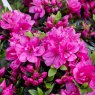 Evergreen Azalea Anne Frank