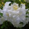 Deciduous Azalea Double Damask
