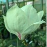Magnolia veitchii