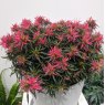 Evergreen Azalea 'Star Style' Pink