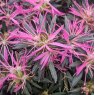 Evergreen Azalea 'Star Style' Lilac