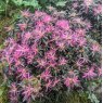 Evergreen Azalea 'Star Style' Lilac