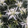 Evergreen Azalea 'Star Style' White