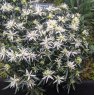 Evergreen Azalea 'Star Style' White