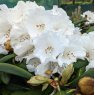 Rhododendron White Dane