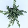 Polystichum polyblepharum AGM
