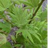 Acer shirasawanum 'Moonrise'