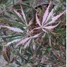 Acer palmatum 'Extravaganza'