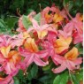 Deciduous Azalea Fruit Salad