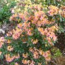 Deciduous Azalea Fruit Salad