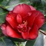 Camellia japonica 'Black Magic'