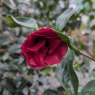 Camellia japonica 'Black Magic'