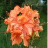 Deciduous Azalea Ginger