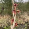 Hamamelis intermedia Fire Cracker ('Feuerzauber')