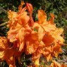 Deciduous Azalea Rumba