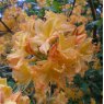 Deciduous Azalea Golden Lights