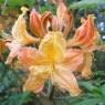 Deciduous Azalea Golden Lights