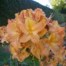 Deciduous Azalea Golden Lights