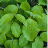 Cornus florida