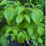 Cornus florida