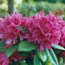 Rhododendron Dr H.C. Dresselhuys