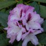 Rhododendron Autumn Joy (Herbstfreude)