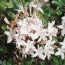 Deciduous Azalea Sommerduft (Summer Scent)