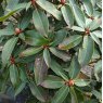 Rhododendron Halfdan Lem  AGM (Second's)