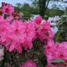 Rhododendron Hallelujah