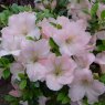 Evergreen Azalea Sir Robert