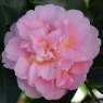 Camellia japonica 'King's Ransom'