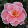 Camellia japonica 'Yours Truly'